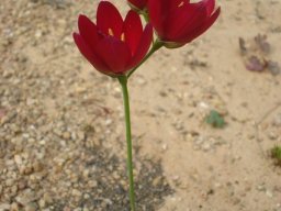 Geissorhiza erosa dark flower colour